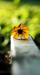 IMG_8166 | iDevice.ro