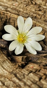 IMG_8167 | iDevice.ro