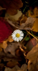 IMG_8168 | iDevice.ro