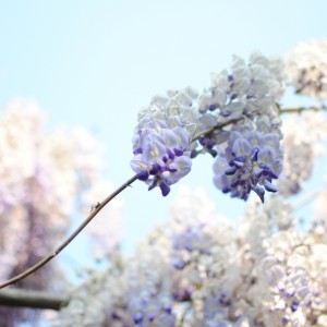 Macro-Flower-Bouquet-ipad-air-wallpaper-ilikewallpaper_com