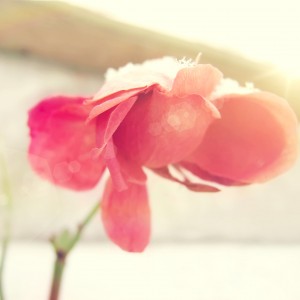 Pure-Beautiful-Flower-ipad-air-taustakuva-ilikewallpaper_com