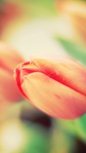 Fondo de pantalla para iPhone 5 con flores de tulipanes rojos de cerca