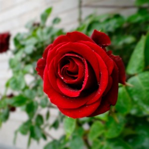 Czerwone róże-ipad-air-tapeta-ilikewallpaper_com
