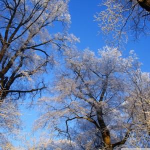 White-Tree-Landscape-ipad-air-tapeta-ilikewallpaper_com