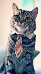 chat-d'affaires formel