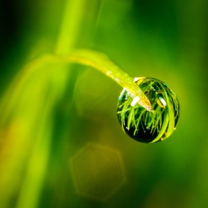 ★-Dew-Drop-by-RetinaShots | iDevice.ro