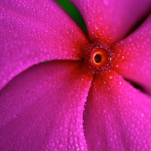 ★-Petal-Core-by-RetinaShots | iDevice.ro
