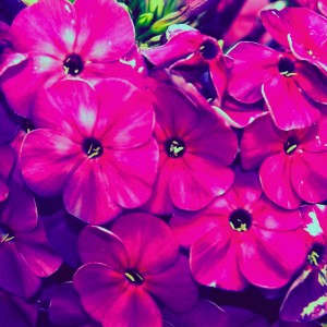 ★-Petunias-by-RetinaShots | iDevice.ro
