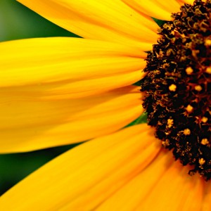 ★-Sunny-Sunflower-by-RetinaShots | iDevice.ro