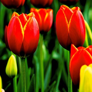 ★-Tulips-by-RetinaShots | iDevice.ro