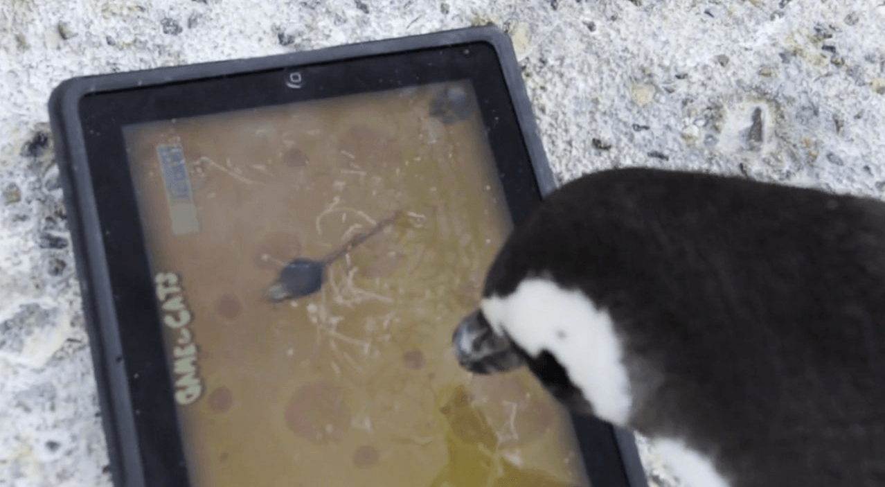 ipad pingüino