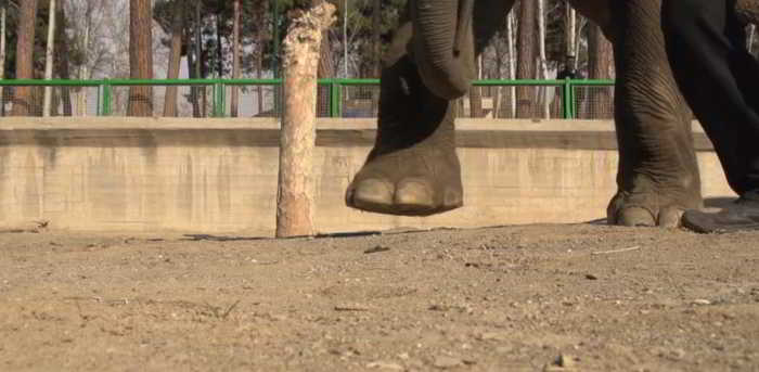 HTC Desire EYE pisoteado por un elefante