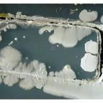 cell phone bacteria