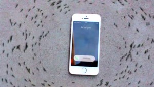 Kontrola mrówek w iPhone'ie