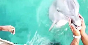 delfin iPhone cheerleaderka