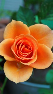 rose_bud_petals_close_up_107627_750x1334 | iDevice.ro