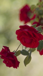 rose_bush_flowers_buds_107523_750x1334 | iDevice.ro