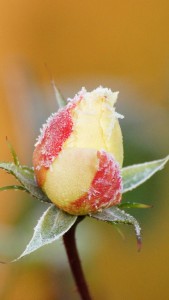 rose_flower_bud_frost_108119_750x1334 | iDevice.ro