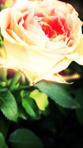 rose_petals_light_88106_750x1334 | iDevice.ro