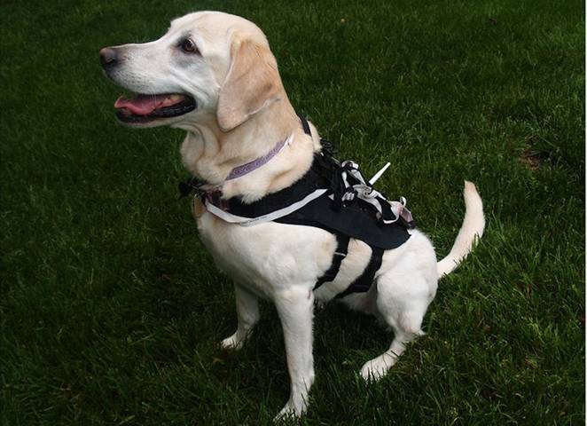 intelligent dog harness