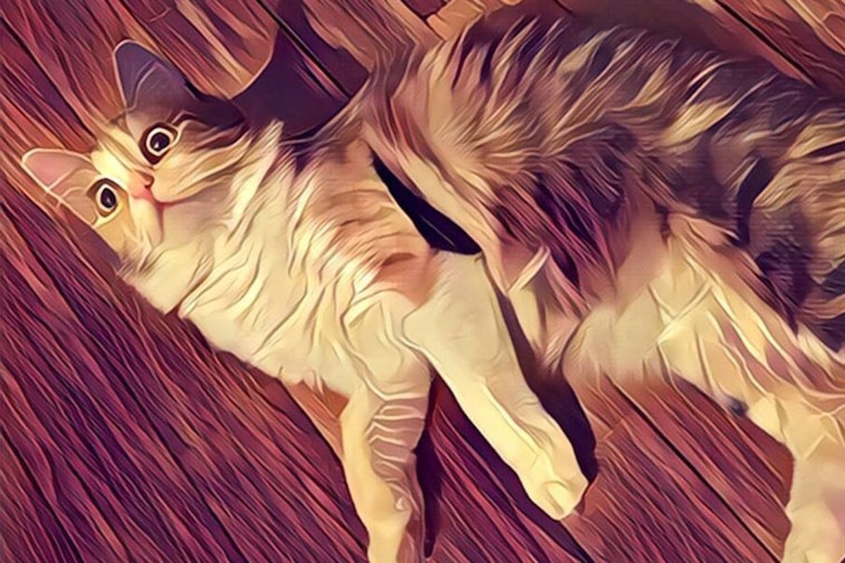 aplicatia prisma editare photo