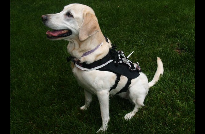 smart harness that teaches dogs tricks