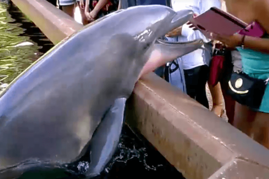 delfin poza ipad