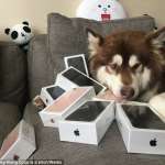 Hund iPhone 7 China 1