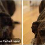 Comparación entre iPhone 7 Plus y cámara de retrato DSLR 3