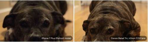 Porównanie aparatu portretowego iPhone 7 Plus i DSLR 3