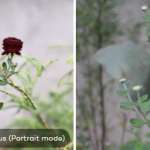 Comparación entre iPhone 7 Plus y cámara de retrato DSLR 6