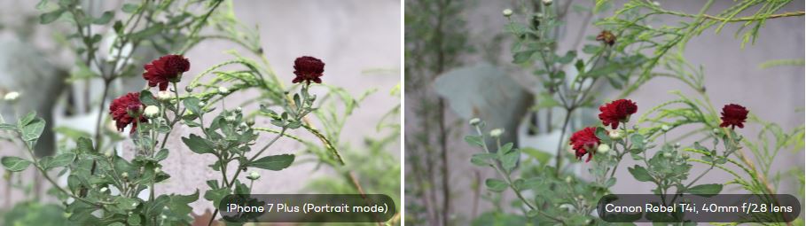 Comparación entre iPhone 7 Plus y cámara de retrato DSLR 6