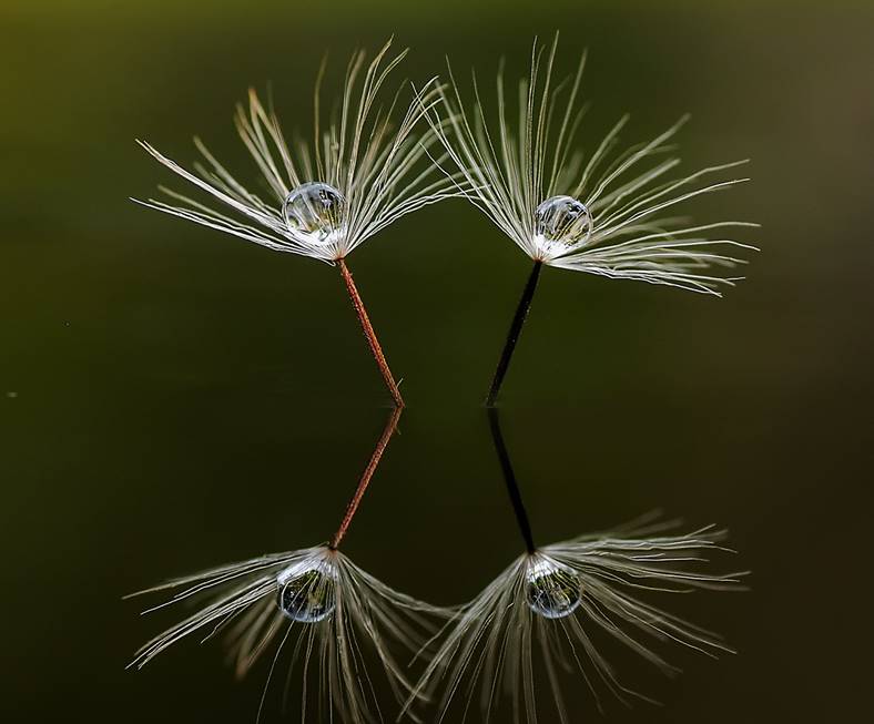 valp blomster