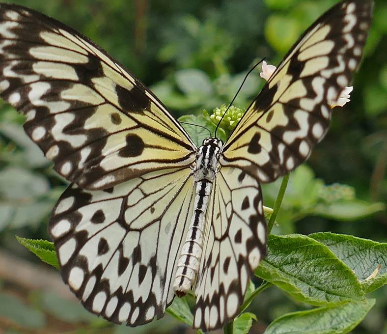 Tapeten-Schmetterlinge