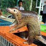 A Malayan pangolin is seen out of its cage after b