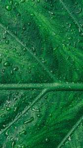 leaf_veins_drops_macro_113979_750x1334 | iDevice.ro