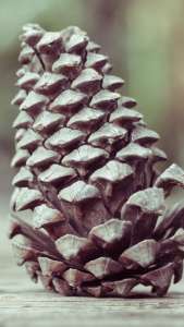 pine_cone_shape_cone_113992_750x1334 | iDevice.ro
