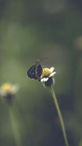 stem_butterfly_insect_113998_750x1334 | iDevice.ro