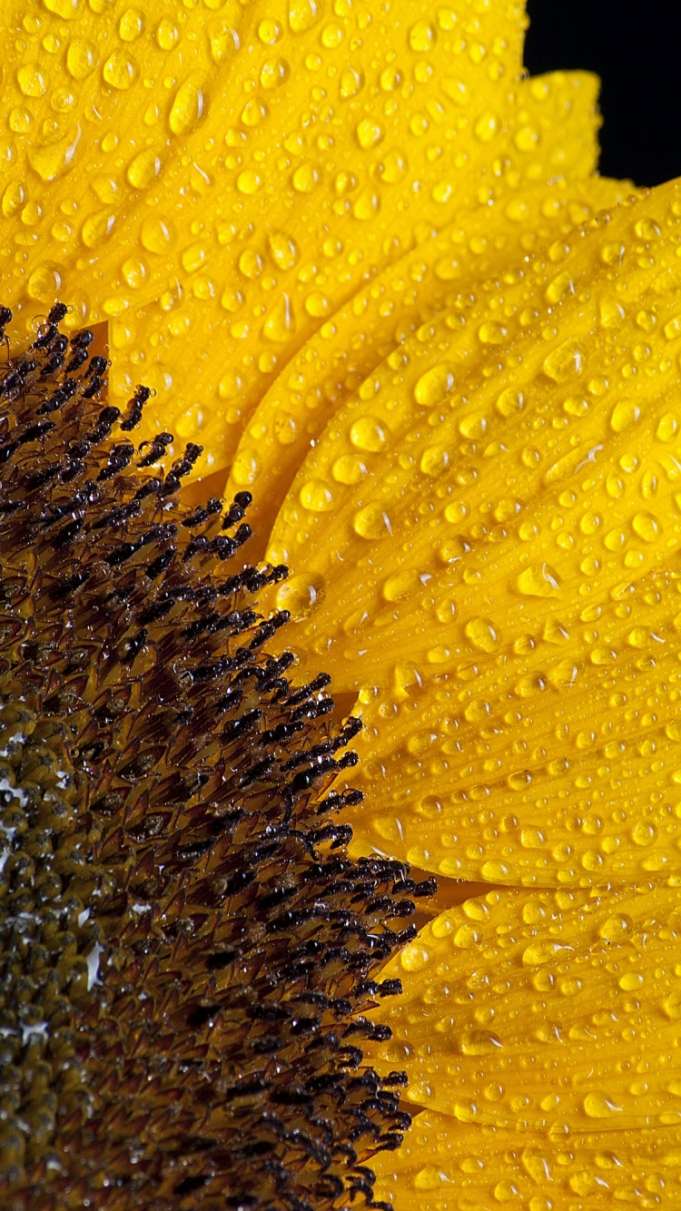 Wallpaper pentru iPhone, iPod si iPad - 27.03.2017 | iDevice.ro