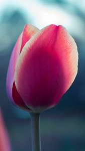 tulip_bud_petals_115136_750x1334 | iDevice.ro