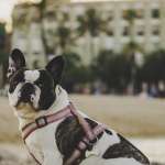 bulldog_dog_sitting_sand_stones_119020_640x1136 | iDevice