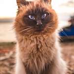 cat_fluffy_sitting_muzzle_119026_640x1136 | iDevice