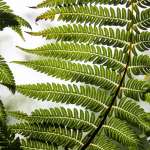 fern_leaf_plant_123498_2780x2780