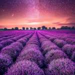 lavender_field_starry_sky_123482_938x1668