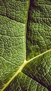 leaf_ribbed_leaf_veins_123541_938x1668 | iDevice.ro
