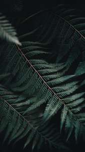 fern_leaf_carved_124893_938x1668 | iDevice.ro