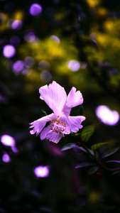 hibiscus_flower_violet_125080_938x1668 | iDevice.ro