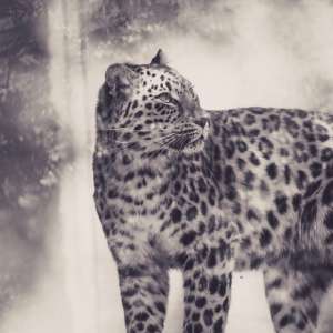 leopard_bw_predator_125011_2780x2780 | iDevice.ro