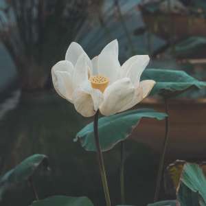 lotus_flower_white_125021_2780x2780 | iDevice.ro