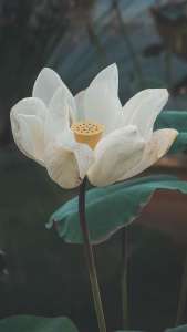 lotus_flower_white_125021_938x1668 | iDevice.ro